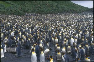 King Penguin colony Sandy Bay