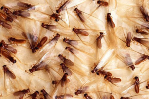 termiteguy-swarm