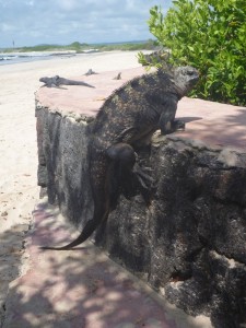 A word about iguanas
