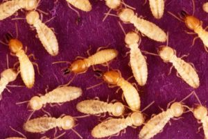 Quarantine and termites